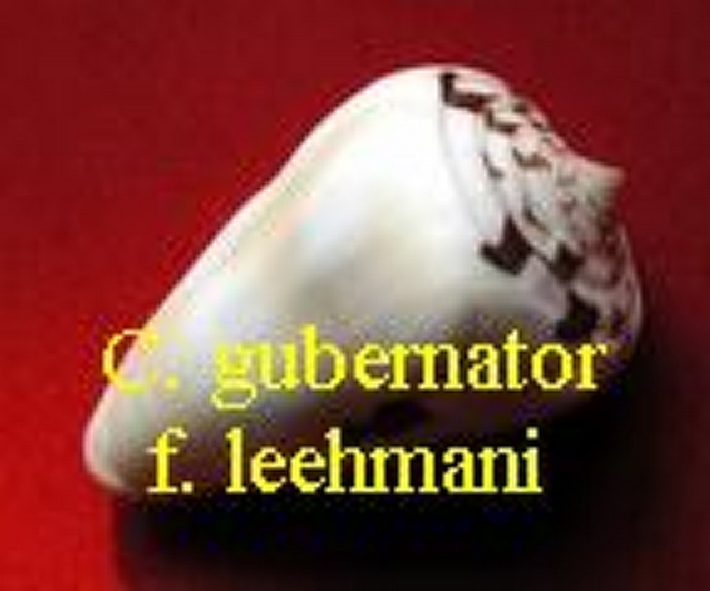 Conus gubernator f. leehmani, Da Motta & Röckel 1979 (RKK 201)