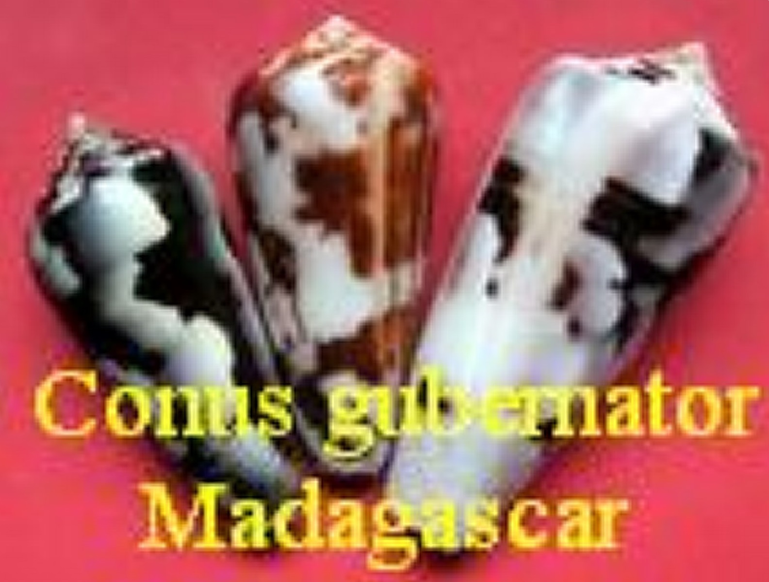 Conus gubernator, Madagascar