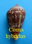 Conus (Lautoconus) hybridus, Kiener 1845 
