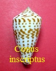Conus (Graphiconus) inscriptus, Reeve 1843 (RKK 169)