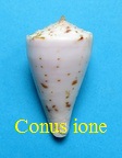 Conus ione, Fulton 1938