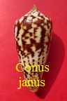 Conus janus, Hwass in Bruguière 1792 (RKK71)Grap.