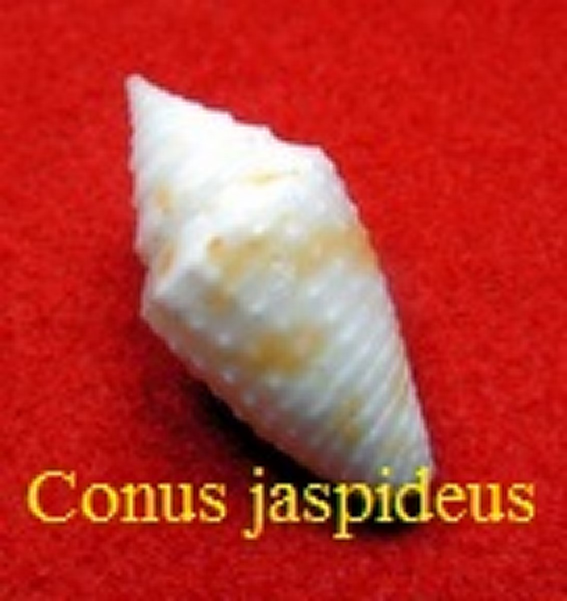 Conus jaspideus, Gmelin 1791