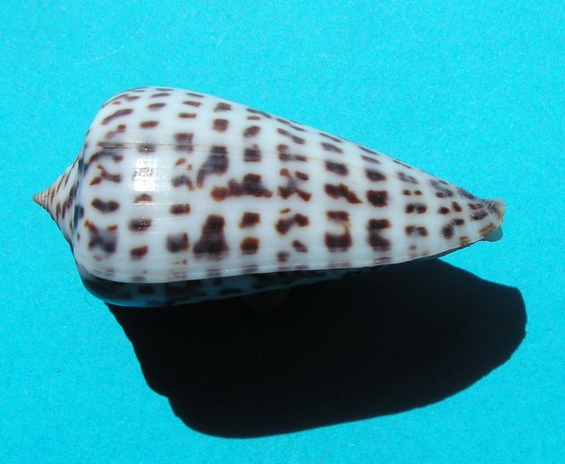 Conus (Phasmoconus) jickelii Weinkauff, 1873 C_jicke10
