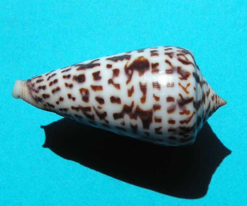 Conus (Phasmoconus) jickelii Weinkauff, 1873 C_jicke_0
