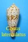 Conus laterculatus, Sowerby III 1870 (RKK 205) Grap
