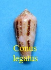 Conus legatus, Lamarck 1810 (RKK 307)cyl