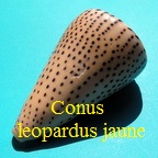 Conus, leopardus, jaune