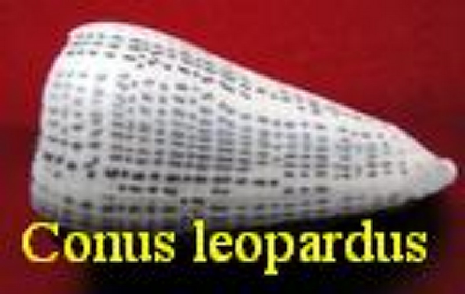 Conus leopardus, Röding 1798 (RKK 38)lit