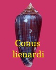 Conus asprella lienardi, Bernardi & Crosse 1861