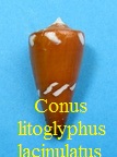 Conus litoglyphus f lacinulatus, Kiener 1845