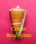 Conus litoglyphus, Hwass in Bruguière 1792 (RKK 89)dau