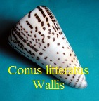 Conus litteratus Wallis