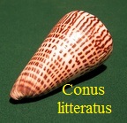 Conus litteratus, Linné 1758 (RKK 37)lit