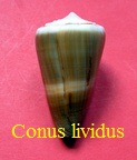 Conus lividus lisse
