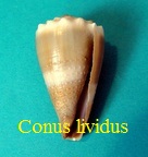 Conus lividus, Hwass in Bruguière 1792 (RKK 9)vir