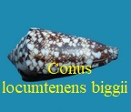 Conus locumtenens biggii, Cossignani & Assi 2016