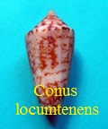 Conus locumtenens, Blumenbach 1791
