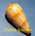 Conus lynceus, Sowerby II 1857