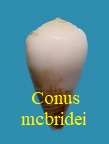 Conus cf mcbridei, Lorenz 2005