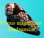  Conus magnificus