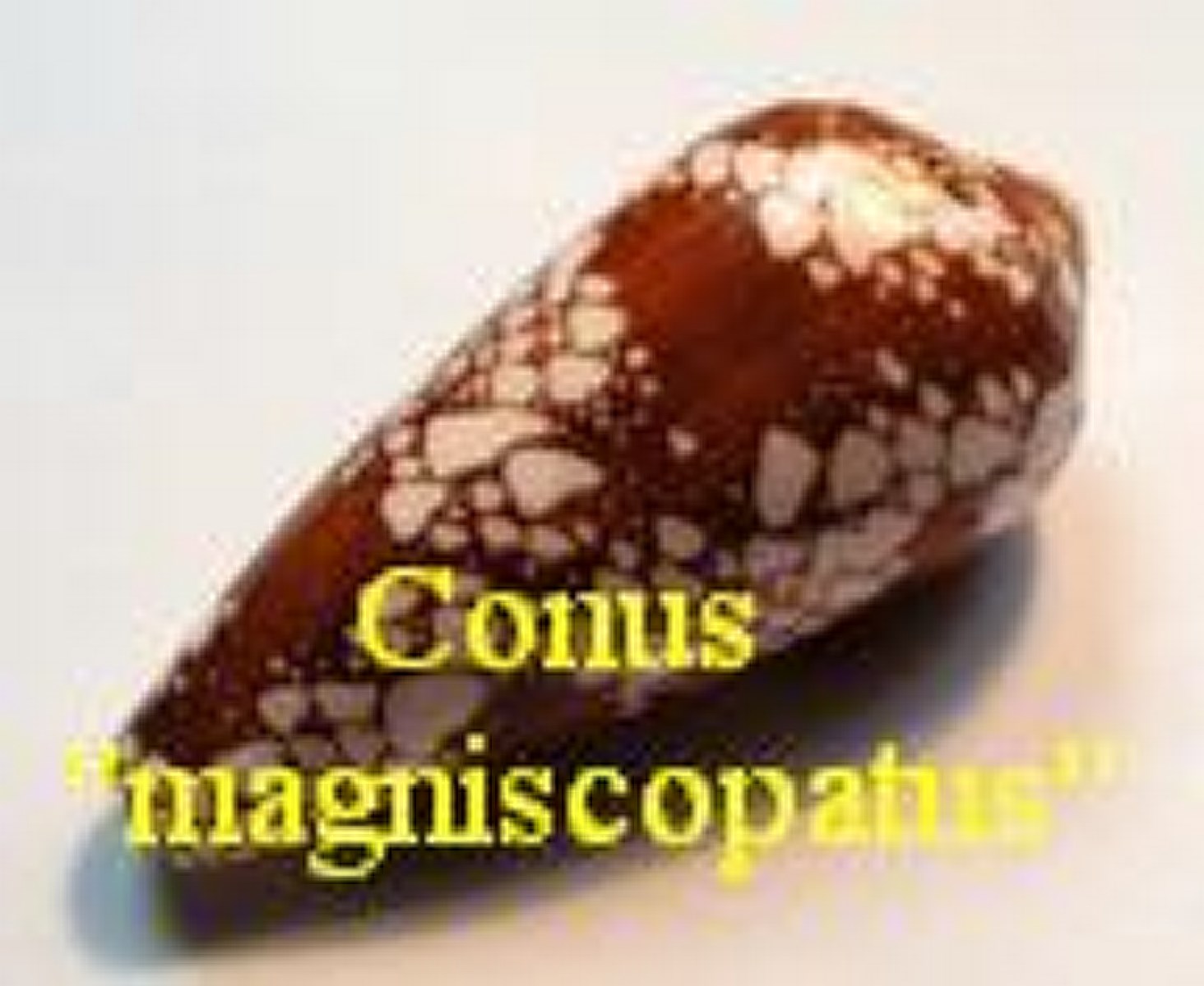 Conus,magnificus,episcopatus, lifou