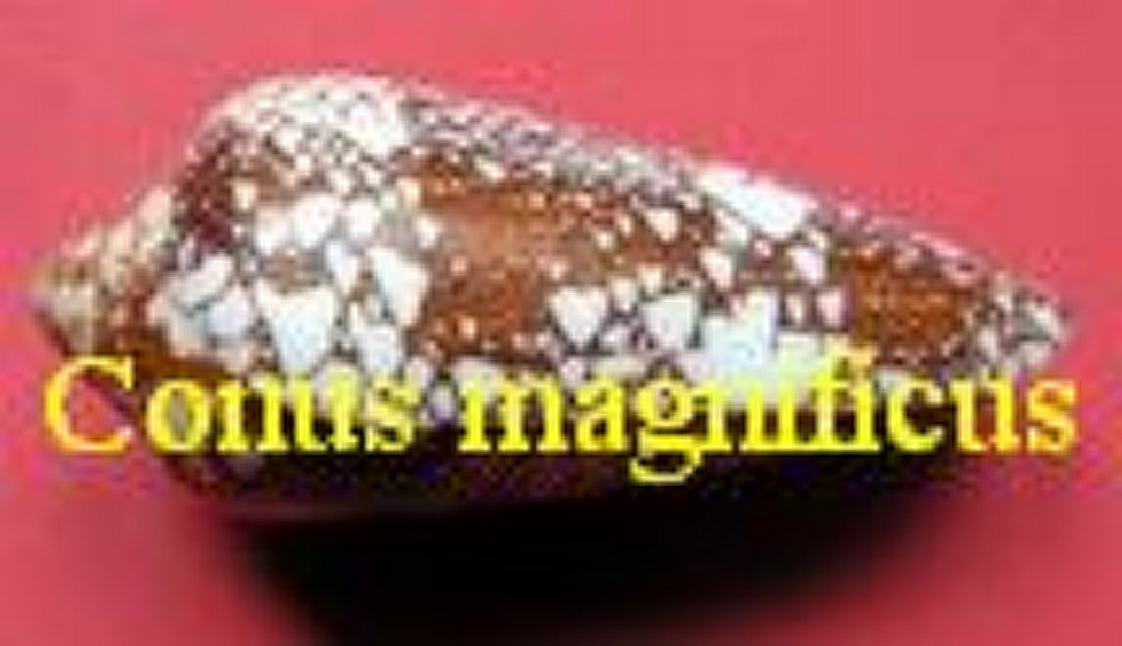 Conus magnificus, Reeve 1843
