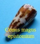 Conus magus epistomium, Reeve 1844