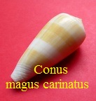 Conus magus f. carinatus, Swainson 1822 (RKK 82)pio