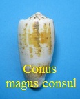 Conus magus f. consul, Boivin 1864