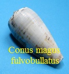 Conus magus f. fulvobullatus, Da Motta 1982 (RKK 82)pio