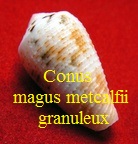 Conus magus f. metcalfii, Reeve 1843 (RKK 82)pio