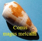 Conus magus f. metcalfii, Reeve 1843 (RKK 82)pio