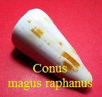 Conus magus f. raphanus, Hwass in Bruguière 1792 (RKK 82)pio