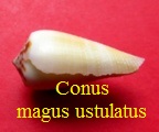 Conus magus f. ustulatus, Reeve 1844 (RKK 82)pio