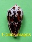 Conus magus, L. 1758 (RKK 82)pio