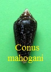 Conus mahogani, Reeve 1843