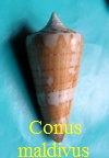 Conus maldivus, Hwass in Bruguière 1792 (RKK 149)lept