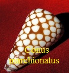 Conus marchionatus, Hinds 1843