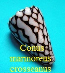 Conus marmoreus f. crosseanus, Bernardi 1861
