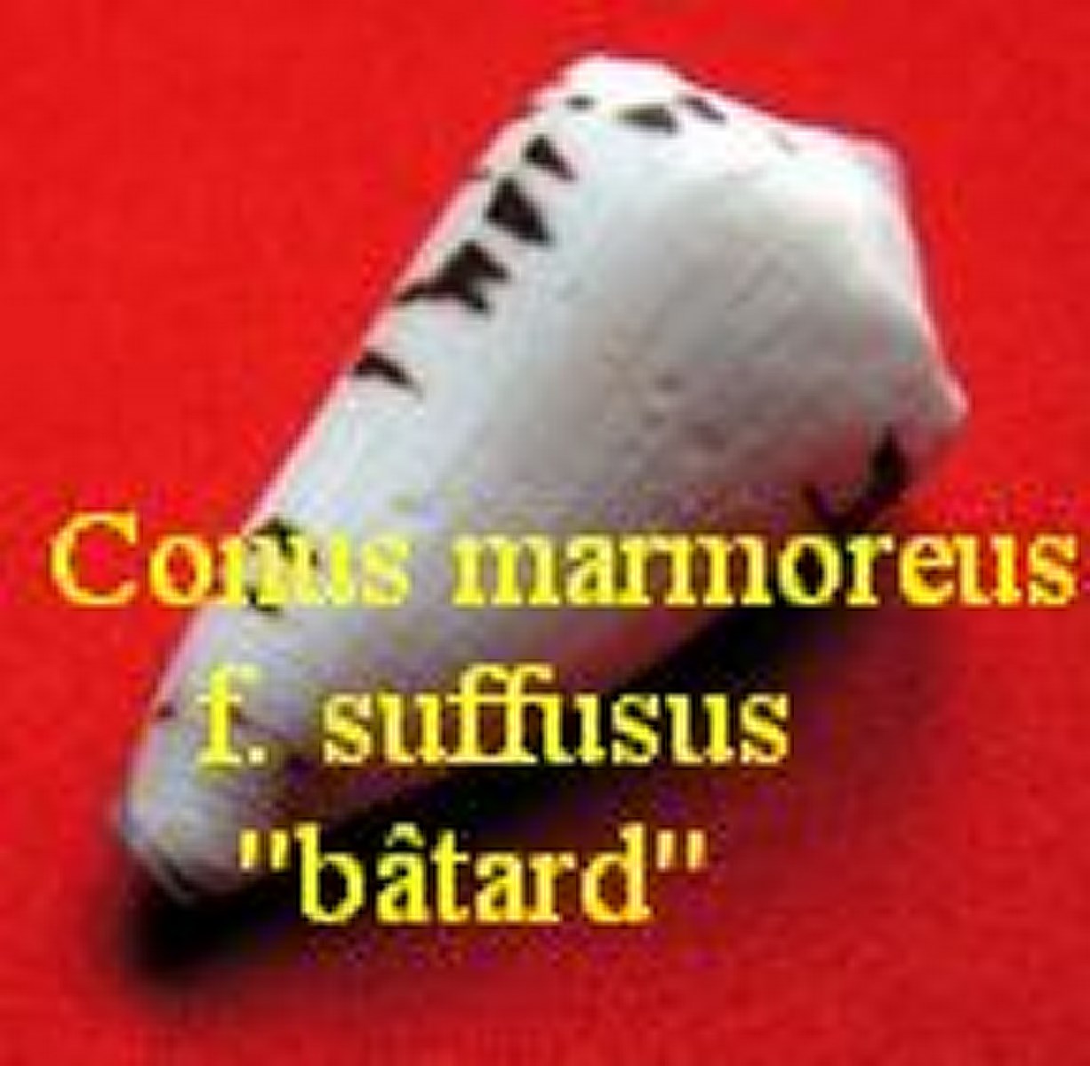 Conus marmoreus f. suffusus ''bastard'', Sowerby 1870