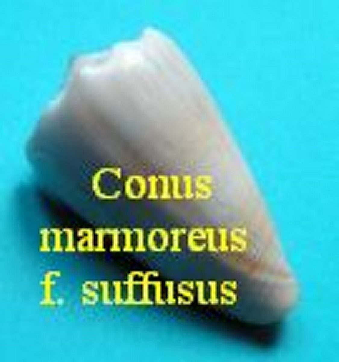 Conus marmoreus f. suffusus, Sowerby 1870