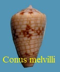 Conus melvilli, Sowerby III 1879 boschi