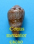Conus mercator f. cacao, Ferrario 1983