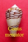 Conus mercator, Linné 1758