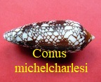 Conus michelcharlesi, Monnier, Limpalaer & Prugnaud 2020