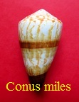 Conus miles, L. 1758 (RKK 95) Rhi