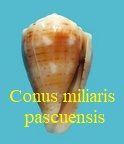 Conus miliaris pascuensis, Rehder 1980