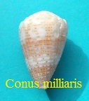 Conus miliaris, Hwass in Bruguière 1792 
