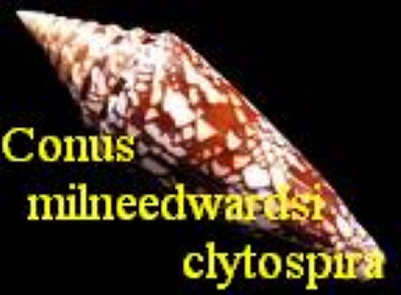 Conus milneedwardsi clytospira, Melvill & Standen 1899